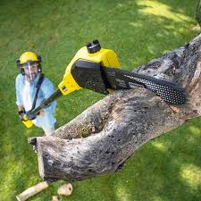 Best Lawn Renovation and Restoration  in Rancho Mirage, CA