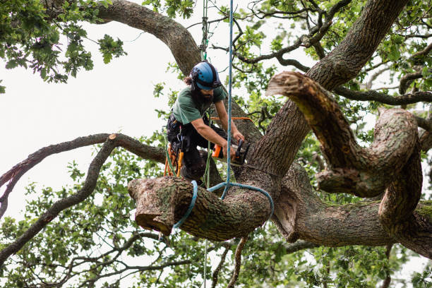 Best Tree Mulching  in Rancho Mirage, CA