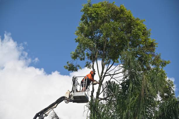 Best Lawn Maintenance Plans  in Rancho Mirage, CA