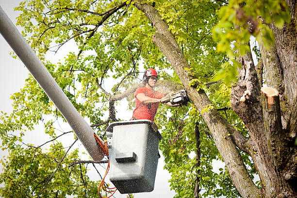 How Our Tree Care Process Works  in  Rancho Mirage, CA