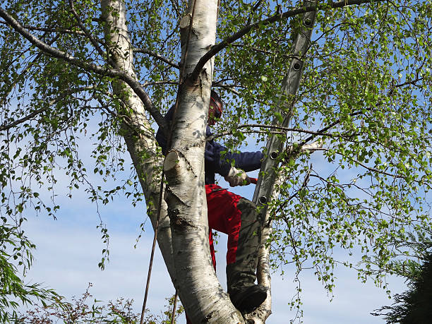 Best Hazardous Tree Removal  in Rancho Mirage, CA