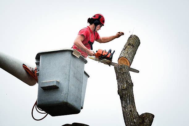 Best Emergency Tree Removal  in Rancho Mirage, CA