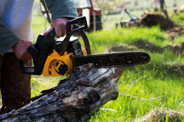 Best Tree Removal  in Rancho Mirage, CA