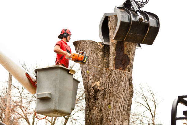 Best Tree Trimming and Pruning  in Rancho Mirage, CA